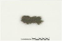 藏品(裂葉蘚屬)的圖片